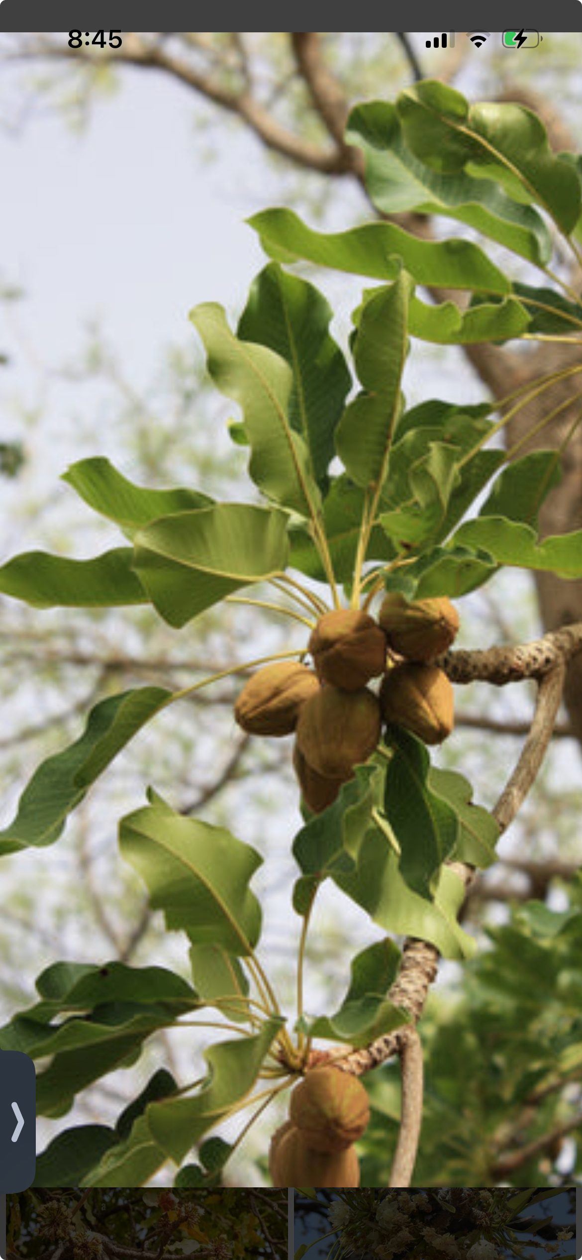 Shea Leaves