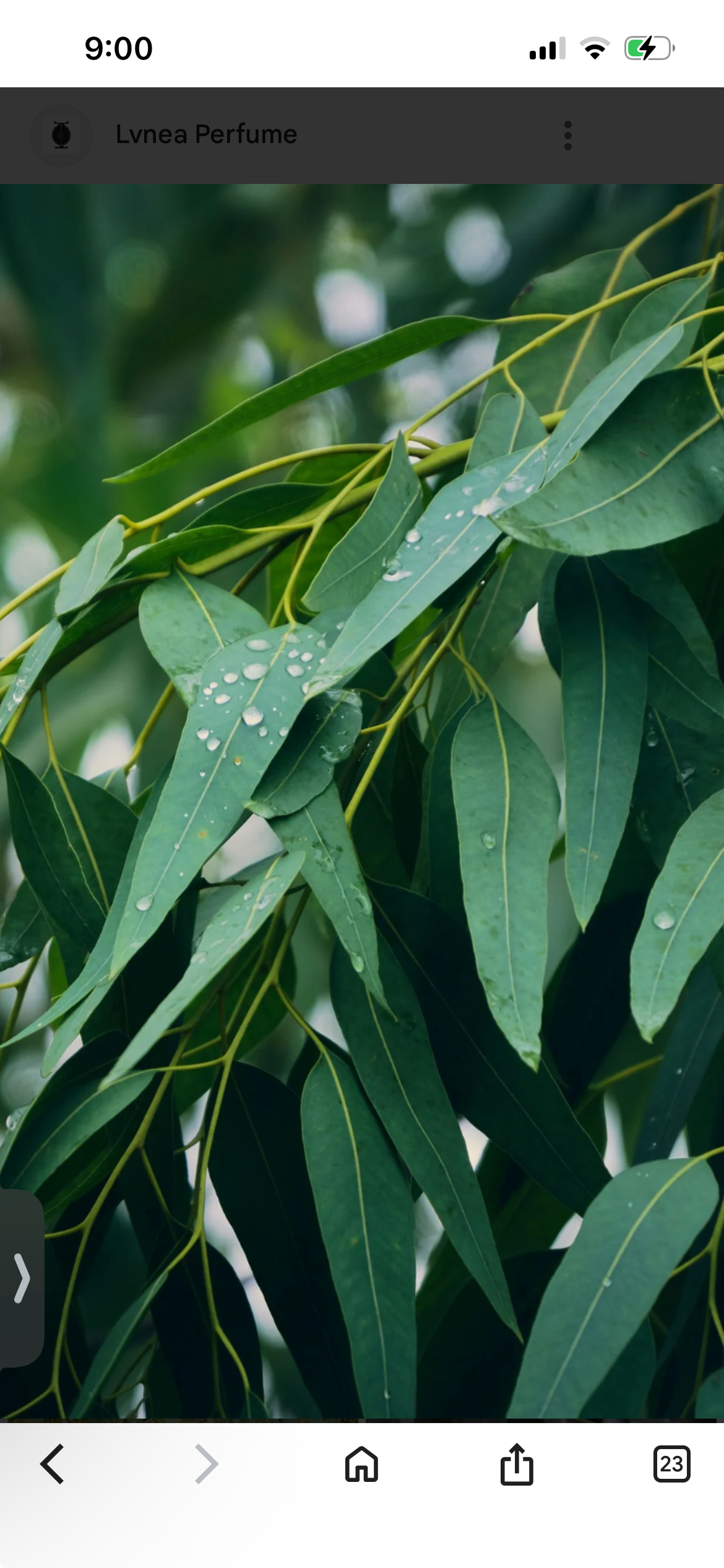Eucalyptus