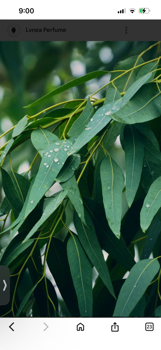 Eucalyptus