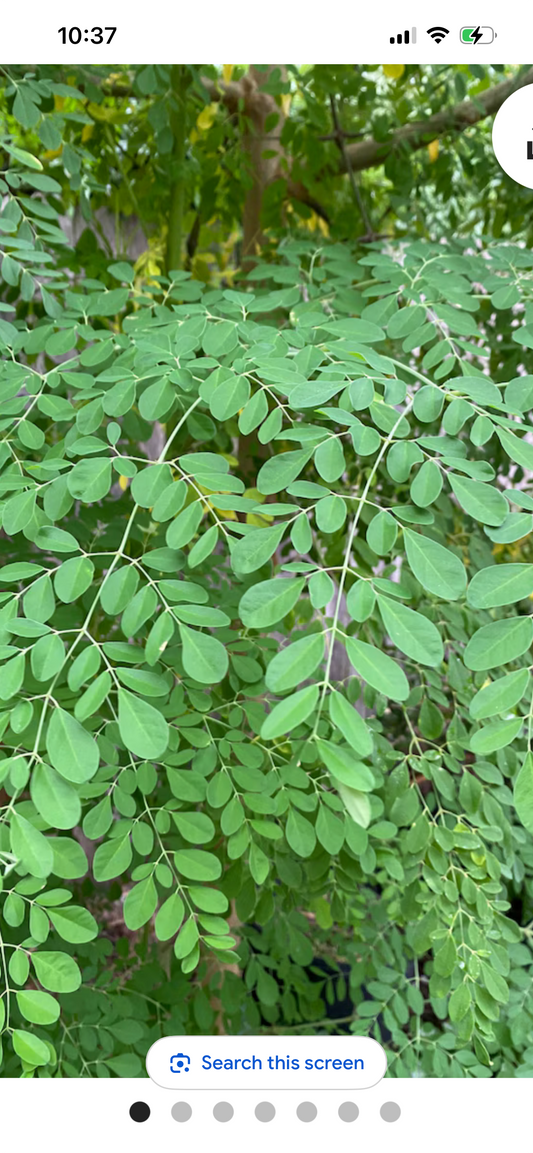 Moringa Leaves