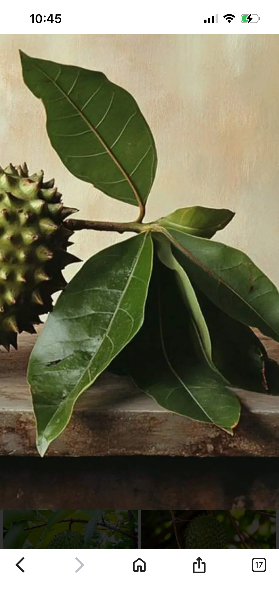Soursop Leaves