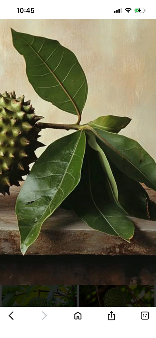 Soursop Leaves