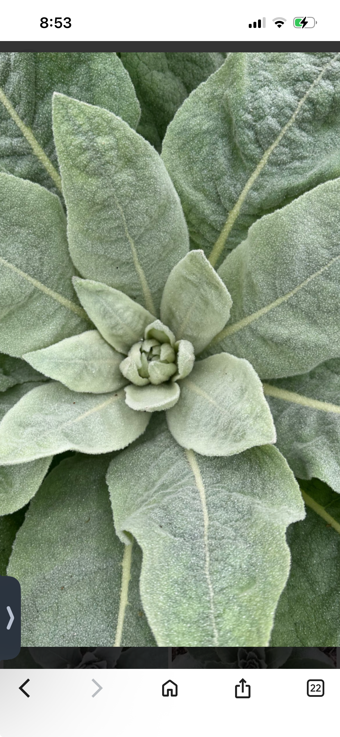 Mullein