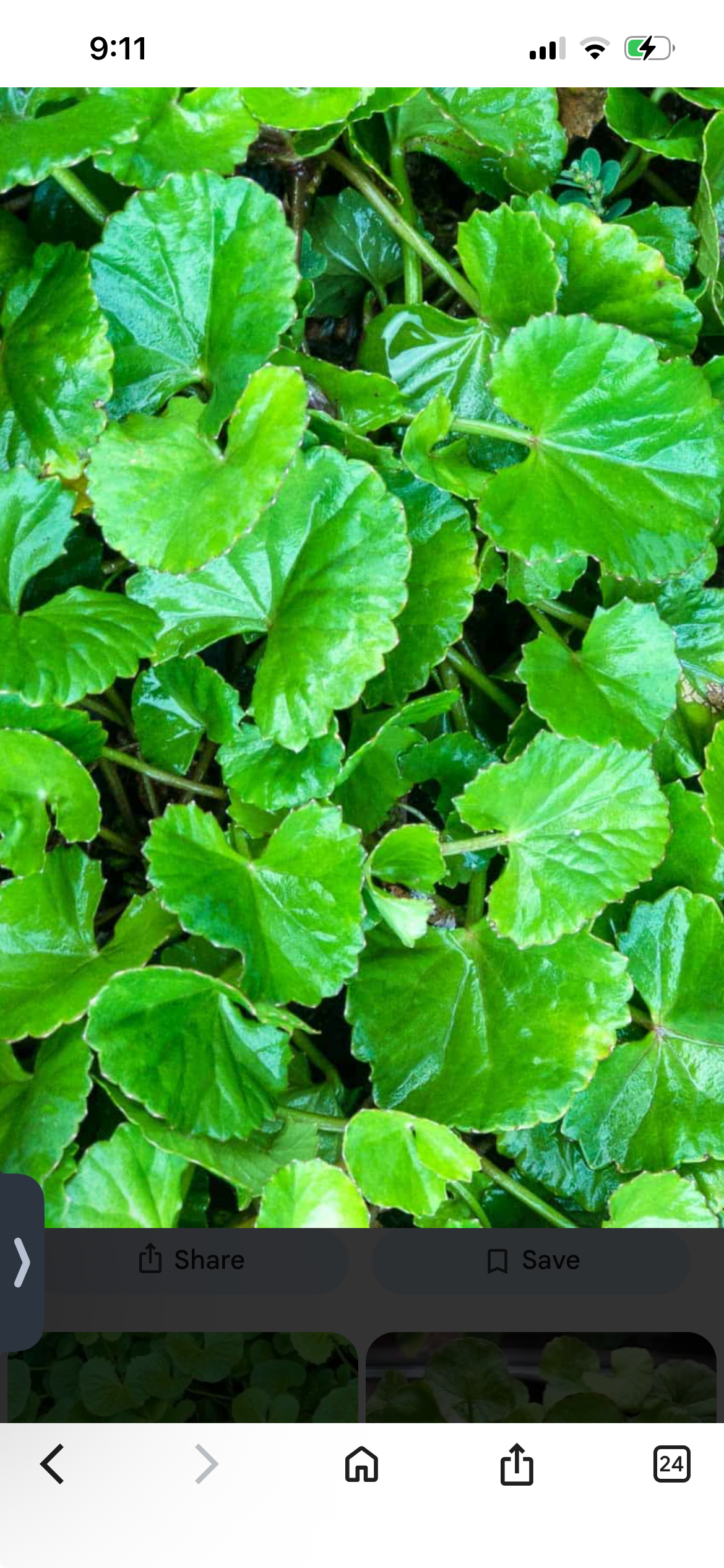 Gotu Kola